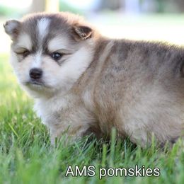 Pomeranians and Pomskies from AMS Pomeranians and Pomskies in Indiana