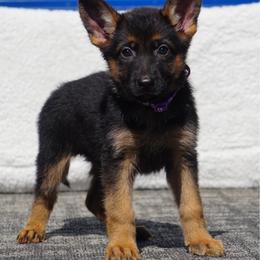 Nova - Black and red female German Shepherd puppy in Muldrow, Oklahoma from Reizarf Kennels