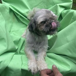 Ruby - Shih Tzu
