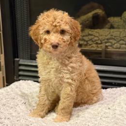 Charming - Red male Bernedoodle puppy in Monument, Colorado from Colorado Dreamin Doodles