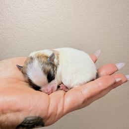 Dutches - Cream sable parti female Pomeranian puppy in Phoenix, Arizona from Luxpomz