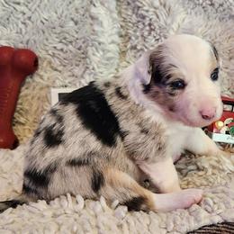 Aurora - Blue merle female Border Collie puppy in Morgan, Texas from Shooting Star Ranch