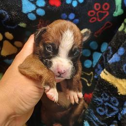 Girl 1 - Fawn female Boxer puppy in Cannon Falls, Minnesota from Pattys Boxers and Bulldogs