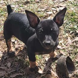Myra - Black and white female Teddy Roosevelt Terrier puppy in Little Elm, Texas from Stone's Teddy Roosevelt Terrier's
