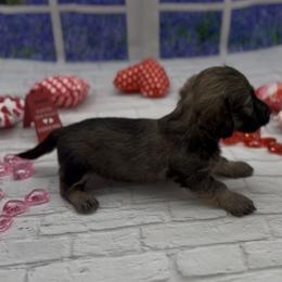 Shaded Cream Silky Wire Male - Cream male Dachshund puppy in Killeen, Texas from Southern Dachshunds