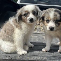Australian Cattle Dog, Australian Shepherd, Companion Cross, and Miniature Australian Shepherd Puppies from MK Aussies