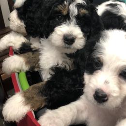Bernedoodle and Goldendoodle Puppies from Candy Doodles