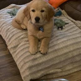 Golden Retriever Puppies from Shady Hill Acres Golden Retrievers