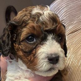 Jingle Belle (Yellow collar girl) - Brown female Cavapoo puppy in Eagle Mountain, Utah from Liberty Farms Puppies