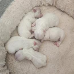Maltese - White female Maltese puppy in Zanesville, Ohio from Donna's Maltese