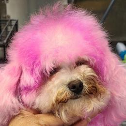 Bean - Poodle