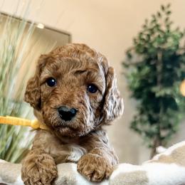 Nacho (Yellow Boy) - Red male Cavapoo puppy in Pleasant Grove, Utah from Destination Doodles