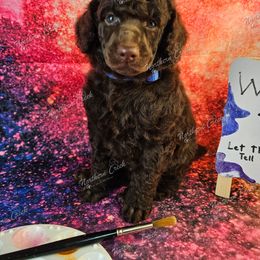 Canvas - Brown male Poodle puppy in Mcbain, Michigan from Northern Creek