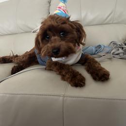 Maltipoo All Grown Up from Mini Paws kennel