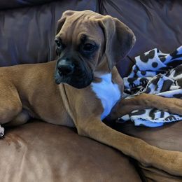 Boxers from Myboxerpuppies