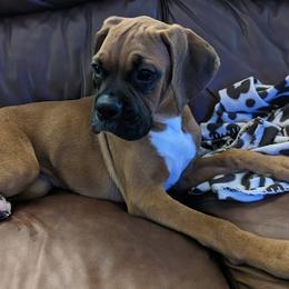 Boxers from Myboxerpuppies