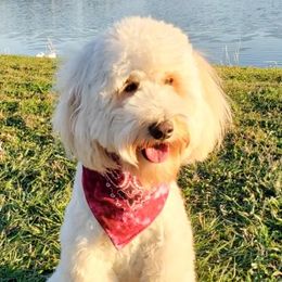 Ellie - Goldendoodle