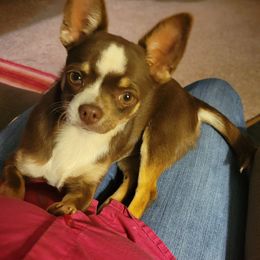 Peanut - Chihuahua