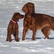 Irish Setter All Grown Up from Greenbank Hollow Farm