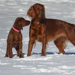 Irish Setter All Grown Up from Greenbank Hollow Farm