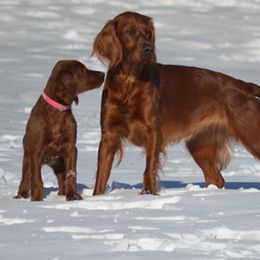Irish Setter All Grown Up from Greenbank Hollow Farm