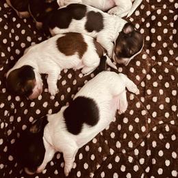 Boy 2 - Piebald male Dachshund puppy in Belton, Texas from Dominos Ch Mini Dachshunds