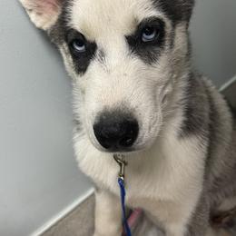 Panda - Siberian Husky puppy in Edinburg, Virginia from Mountain River Huskies