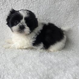 Gigi - Black and white female Shih Tzu puppy in Waynesboro, Pennsylvania from Big Win Shih Tzus
