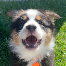 Australian Shepherds from Mullahy Aussies
