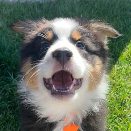 Australian Shepherds from Mullahy Aussies