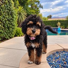 Spooky - Black female Goldendoodle puppy in La Verne, California from Marshall Goldendoodles