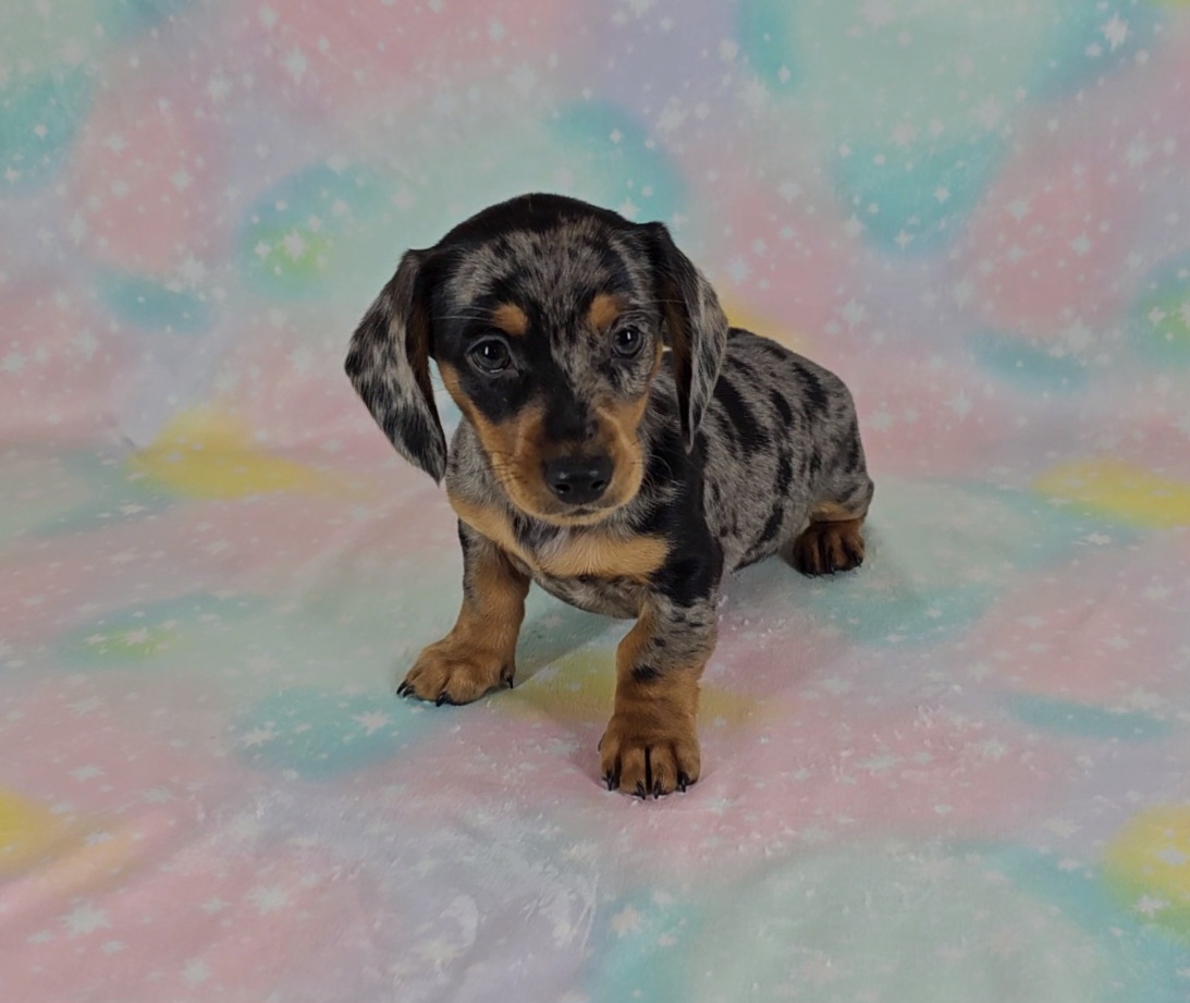 Dachshund Puppies from Newbern's Nuggets