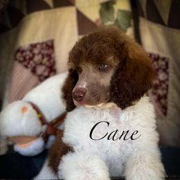 Cane - Parti male Poodle puppy in Greenville, North Carolina from Grace Poodles