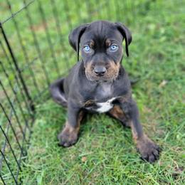 Catahoula Leopard Dog Puppies from Peach Tree Catahoulas