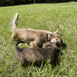 Dachshund Puppies from LovelylilDoxies