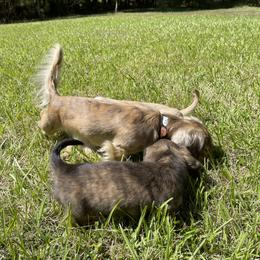 Dachshund Puppies from LovelylilDoxies