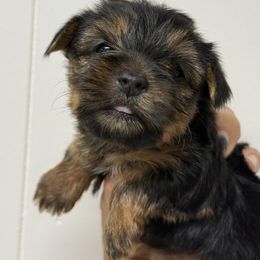 Maya - Black and tan female Yorkshire Terrier puppy in Mattawa, Washington from All Star Yorkies