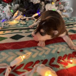 Nala - Black and white female Pomsky puppy in Grandview, Washington from Alyssa’s pomsky’s