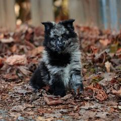 Klymit - Black merle male Mudi puppy in Gatlinburg, Tennessee from Greenbrier