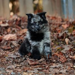 Klymit - Black merle male Mudi puppy in Gatlinburg, Tennessee from Greenbrier