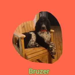 Bruzer - Springerdoodle