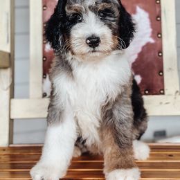 Orange - Merle male Bernedoodle puppy in Youngstown, Florida from Wonderland’s Boujie Kennels