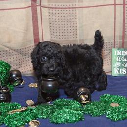 Poodle Puppies from RK'S Pets
