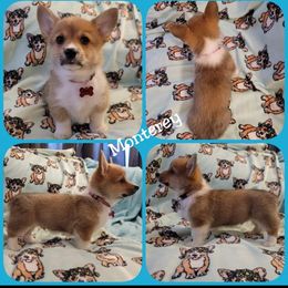 Pembroke Welsh Corgi Puppies from STR Corgis