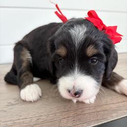 Edith - Tri-color female Bernedoodle puppy in Garrettsville, Ohio from Sunset Family Farm