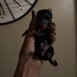 Boy 4 - Black and gold male Yorkshire Terrier puppy in Ohio from Brittany’s Yorkshire Terriers