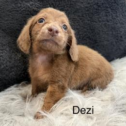 Dezi - Chocolate male Dachshund puppy in Cabool, Missouri from Dachshund's of Country Magic Farms in Missouri