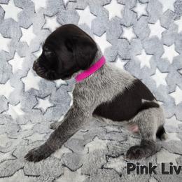 Pink Girl - Liver and white female German Wirehaired Pointer puppy in Potosi, Wisconsin from Point and Flush Gun Dogs