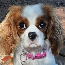 Willeaux  Mae - Cavalier King Charles Spaniel