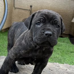Cane Corso Puppies from DiamondBabyCorso